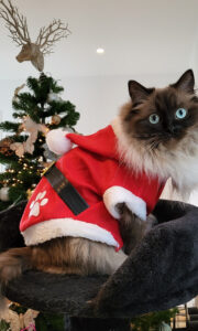 christmas-cat