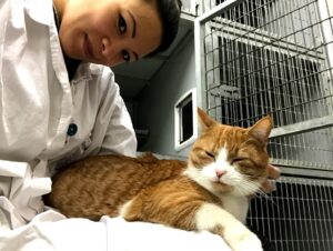 animal-hospital-selfie-cat