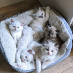 banner-kittens