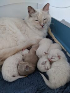 kittens-mom-kittens