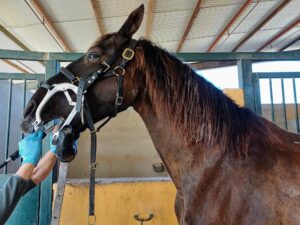 rescue-horse-caring-dentist