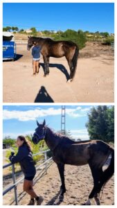 rescue-horse-healing