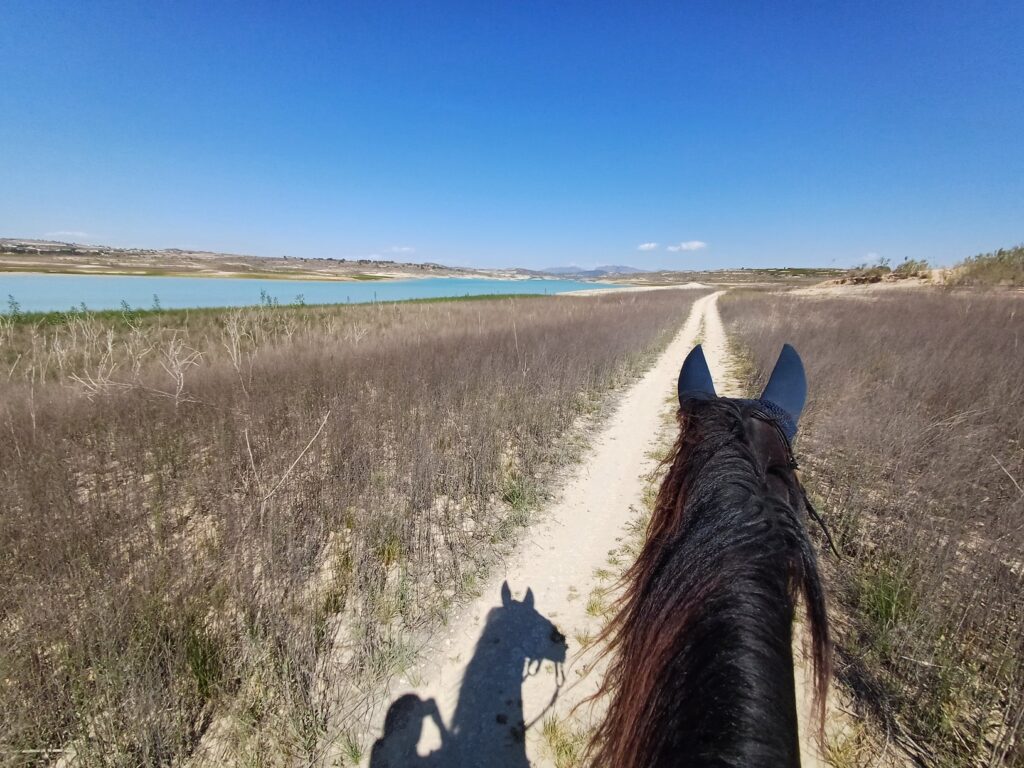 rescue-horse-healing-hacking