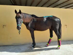 rescue-horse-healing-physio