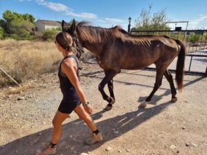 rescue-horse-healing-walking