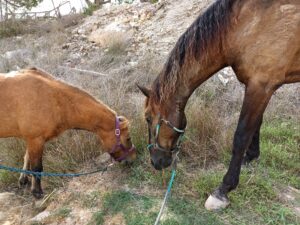 rescue-horse-troy-alfi